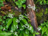 Dicker, nasser Ast im blühenden Bärlauch